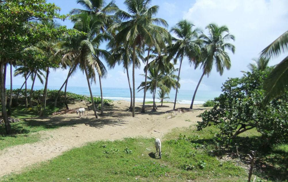 Brisas Doradas Cabarete Bagian luar foto